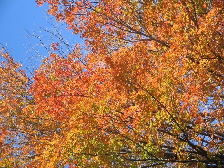 fall leaves.jpg
